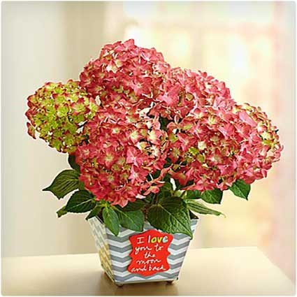 Love-You-to-the-Moon-and-Back-Hydrangea