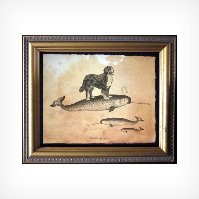 Bernese Mountain Dog Riding a Narwhal Print