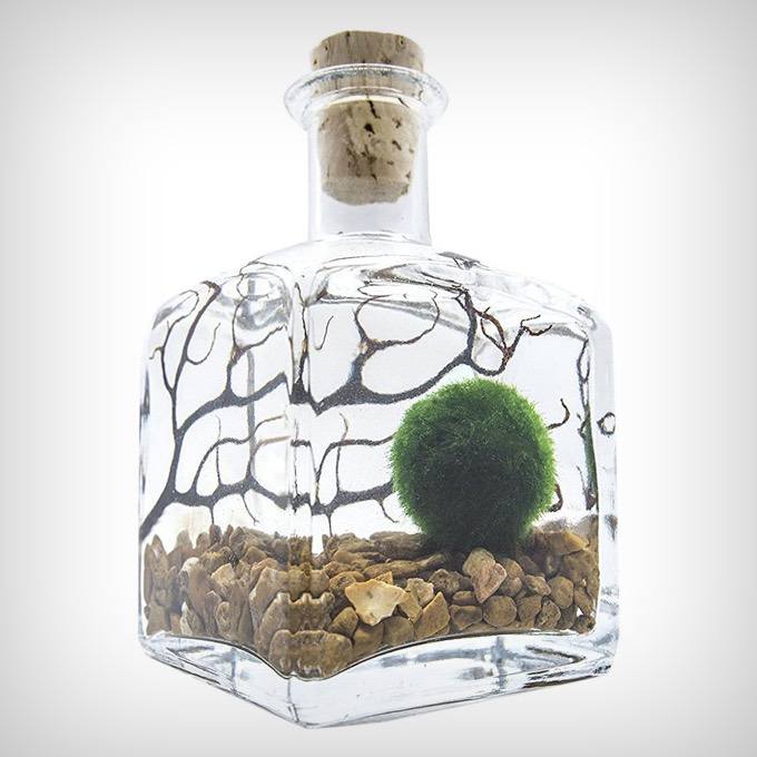 Aquatic Arts Marimo Aquarium Kit